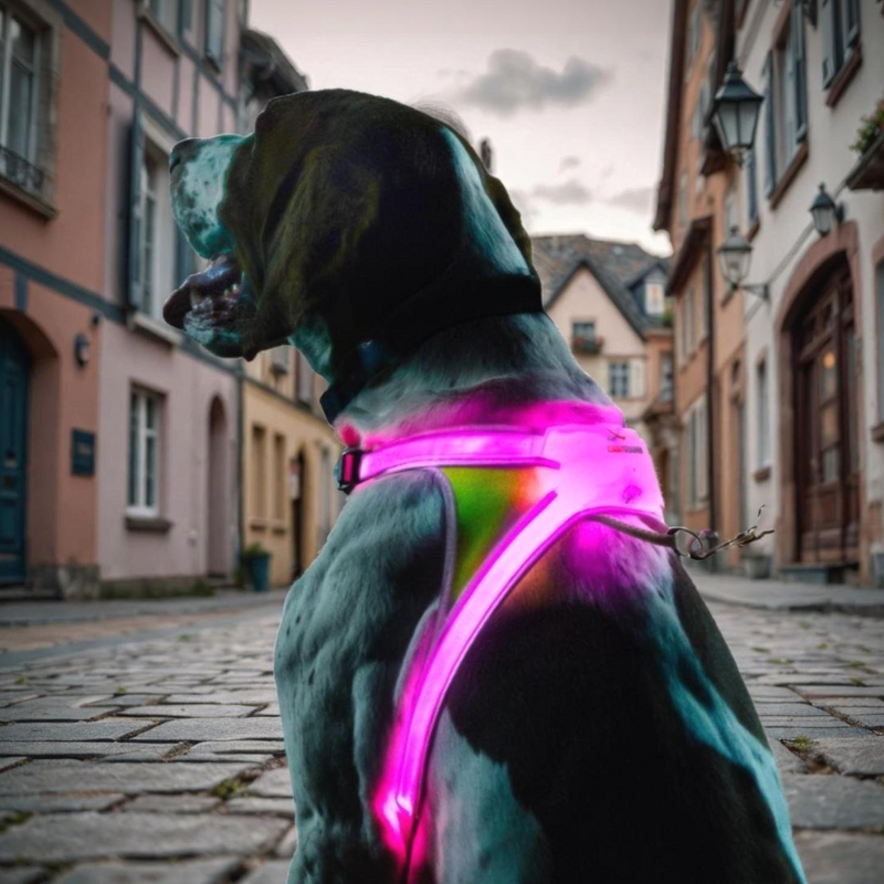 Hond met verlichting, Noxgear Lighthound hondentuig oplaadbaar, reflecterend en  fluorescerend