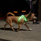 LightHound LED dog harness