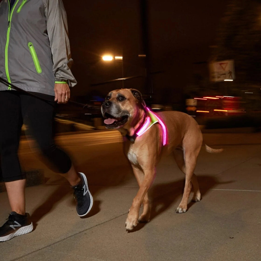 Noxgear LightHound hondentuig gedragen door een hond in het donker met rozre verlichting