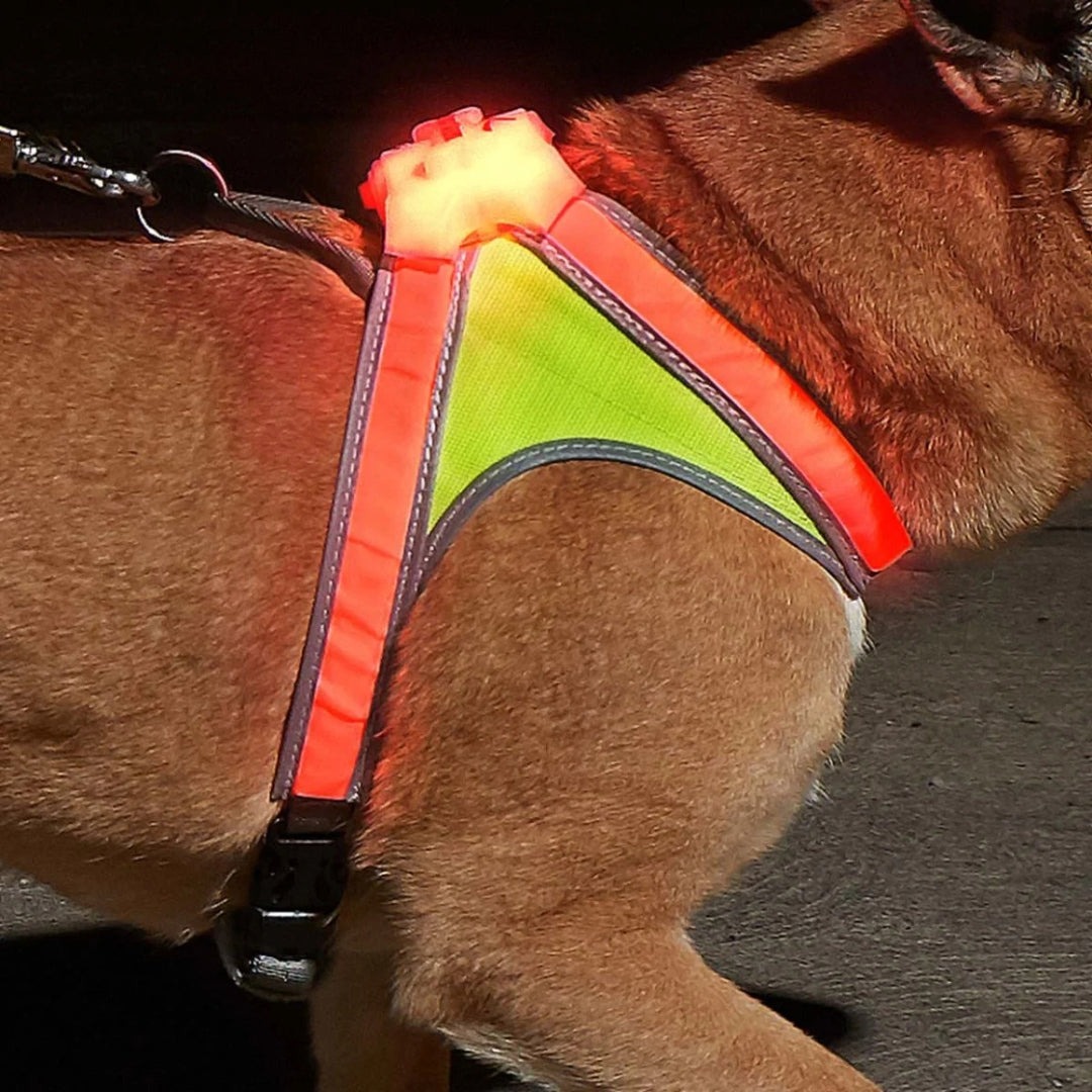 LightHound LED dog harness