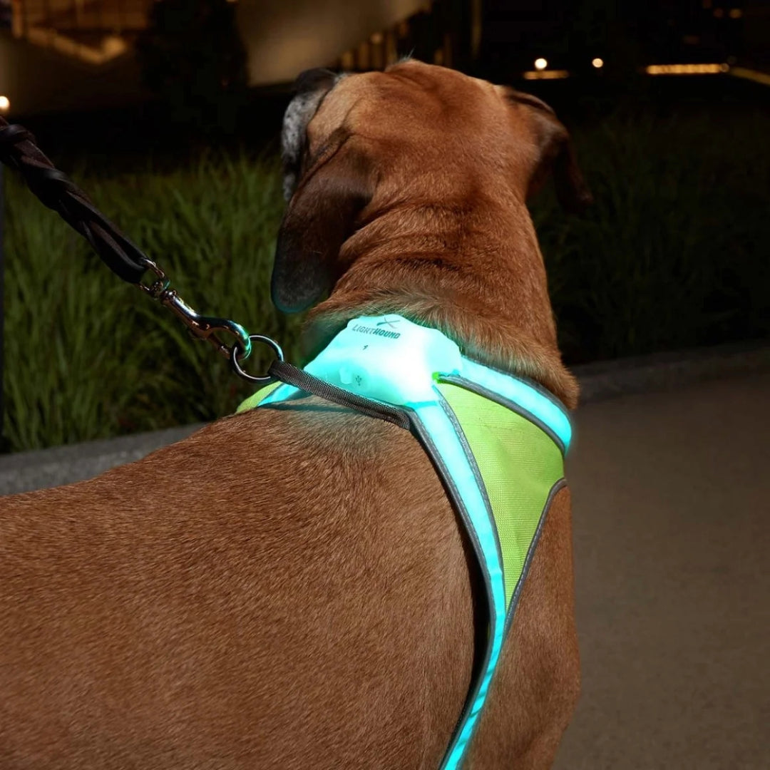 LightHound LED dog harness