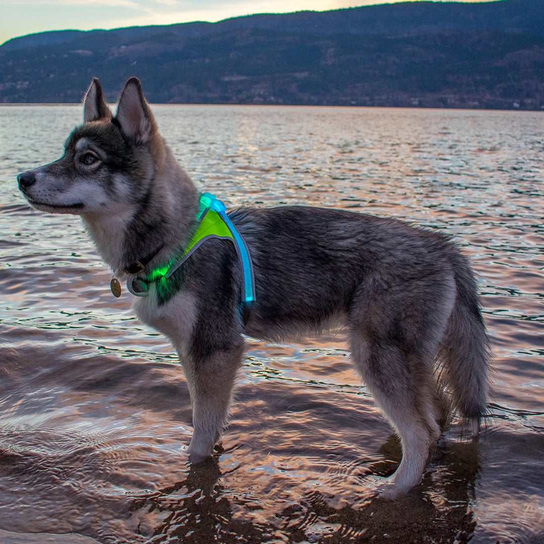 LightHound LED dog harness