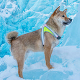 Shiba hond in de sneeuw die een LightHound tuig draagt