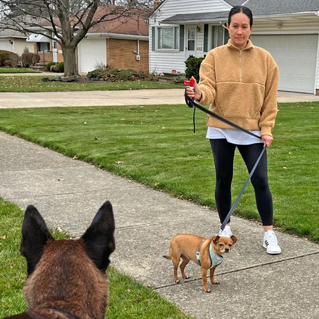 Bescherm je hond tegen loslopende honden en wolven