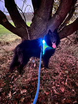 Groenendaeler, Belgische herder Buddha draagt een Noxgear LightHound LED-hondentuig